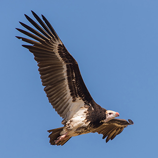 South Luangwa - White-headed vulture